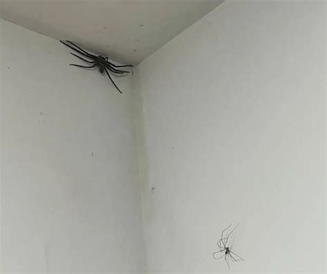 家裡 大蜘蛛 床頭屏風